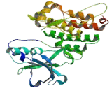 Ephrin Type B Receptor 5 (EPHB5)