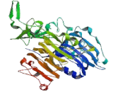 Epidermal Growth Factor Receptor (EGFR)