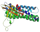 Epithelial Cell Transforming Sequence 2 (ECT2)