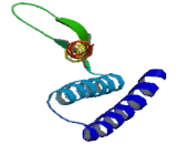 Epithelial Membrane Protein 2 (EMP2)