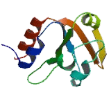 Epithelial Splicing Regulatory Protein 1 (ESRP1)