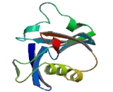 Epoxide Hydrolase 1, Microsomal (EPHX1)