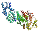 Epoxide Hydrolase 2, Cytoplasmic (EPHX2)