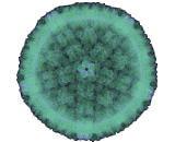 Epstein Barr Virus (EBV)