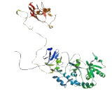 Equilibrative Nucleoside Transporter 4 (ENT4)