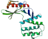 Erythrocyte Membrane Protein Band 4.1 (EPB41)