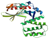 Erythrocyte Membrane Protein Band 4.1 Like Protein 5 (EPB41L5)