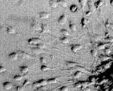 TE-1 Esophageal Carcinoma Cells (TE-1)