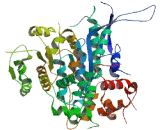 Essential Meiotic Endonuclease 1 Homolog 1 (EME1)