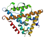 Estrogen Receptor Beta (ERb)