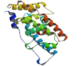 Estrogen Related Receptor Gamma (ERRg)