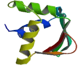 Ets Translocation Variant 3 (ETV3)