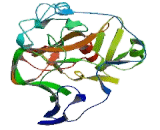 Euchromatic Histone Lysine-N-Methyltransferase 1 (EHMT1)