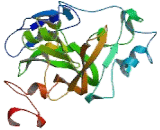 Euchromatic Histone Lysine-N-Methyltransferase 2 (EHMT2)