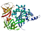 Eukaryotic Translation Elongation Factor 1 Alpha 2 (EEF1a2)