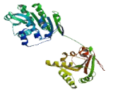 Eukaryotic Translation Initiation Factor 4A2 (EIF4A2)