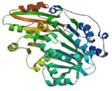 Eukaryotic Translation Initiation Factor 4A3 (EIF4A3)