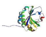 Eukaryotic Translation Initiation Factor 4E1 (EIF4E1)