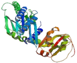 Eukaryotic Translation Termination Factor 1 (ETF1)