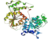 Excision Repair Cross Complementing Rodent Repair Deficiency Complementation 6 (ERCC6)