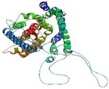 Excitatory Amino Acid Transporter 3 (EAAT3)