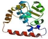 Exocyst Complex Component 3 Like Protein (EXOC3L)