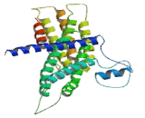 Exocyst Complex Component 6 (EXOC6)