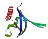 Exocyst Complex Component 8 (EXOC8)