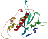 Exonuclease 3'-5' Domain Containing Protein 3 (EXD3)