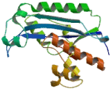 Exoribonuclease 1 (ERI1)