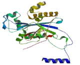 Exoribonuclease 2 (ERI2)