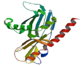 Exosome Component 4 (EXOSC4)