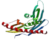 Exosome Component 5 (EXOSC5)