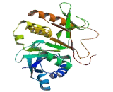 Exostoses Like Protein 2 (EXTL2)