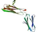 Cluster Of Differentiation 147 (C<b>D147</b>)