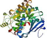 Extracellular Signal Regulated Kinase 1 (ERK1)