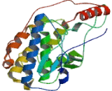 Extracellular Signal Regulated Kinase 2 (ERK2)