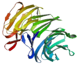 F-Box And WD Repeat Domain Containing Protein 10 (FBXW10)