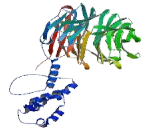 F-Box And WD Repeat Domain Containing Protein 7 (FBXW7)