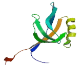 FERM And PDZ Domain Containing Protein 1 (FRMPD1)