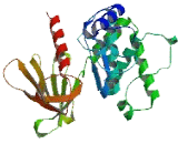 FERM Domain Containing Protein 4A (FRMD4A)