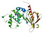 FERM Domain Containing Protein 4B (FRMD4B)