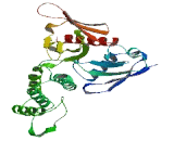 FERM Domain Containing Protein 5 (FRMD5)