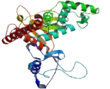 FERM Domain Containing Protein 6 (FRMD6)