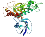 FERM Domain Containing Protein 8 (FRMD8)