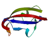 FK506 Binding Protein 15 (FKBP15)