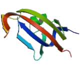 FK506 Binding Protein 2 (FKBP2)