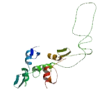 FLT3 Interacting Zinc Finger Protein 1 (FIZ1)