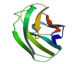 FRAS1 Related Extracellular Matrix Protein 1 (FREM1)