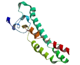 FSHD Region Gene 2B (FRG2B)